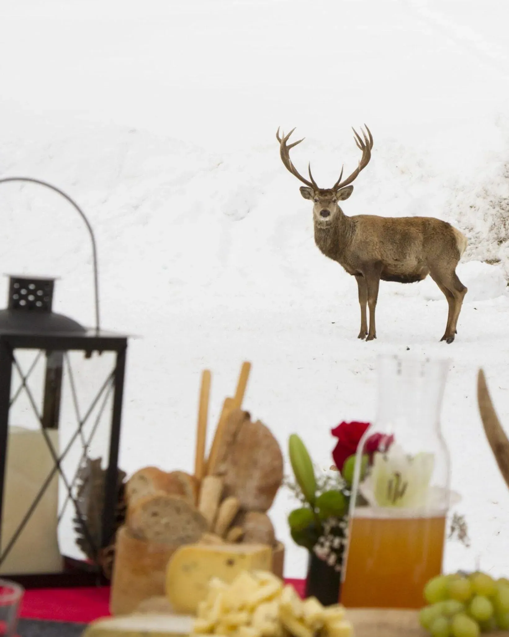 Aperitif among the deer in Alta Badia